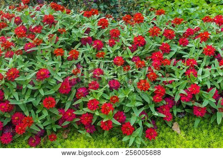 Colorful Beautiful Flowers Of Zinnia In The City Park.