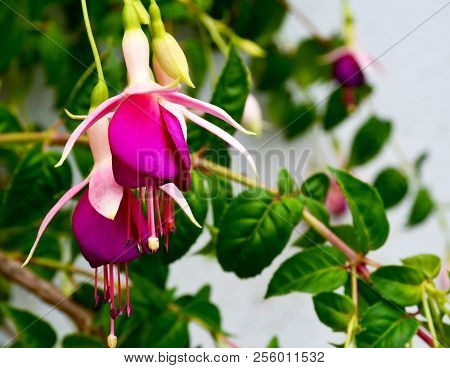 Blooming Fuchsia Magellanica In A Tropical Garden Of Tenerife,canary Islands On A Sunny Day.commonly