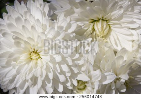 White Chrysanthemum Morifolium, Autumn Flowers Are White, Flowers Are Chrysanthemum Morifolium