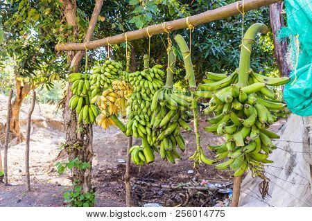 Tayrona Colombia. April 2018. Bananas For Sale At A Srett Stall In Santa Marta Colombia
