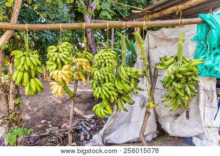 Tayrona Colombia. April 2018. Bananas For Sale At A Srett Stall In Santa Marta Colombia