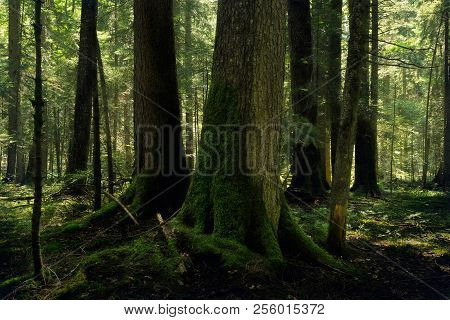 Forest nature. Deep forest nature landscape. Mountain forest nature. Ancinet forest nature. Nature. Landscape. Forest background..