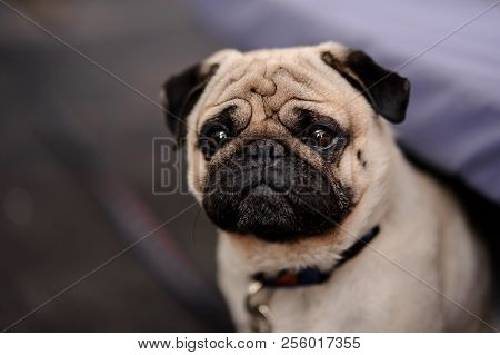 Cute Pug Puppy With A Collar Sitting On Blurred Background With A Calm Face Looking Into The Distanc