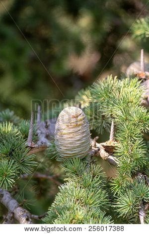 Himalayan Cedar Or Deodar Cedar Tree With Female Cones, Christmas Background Close Up