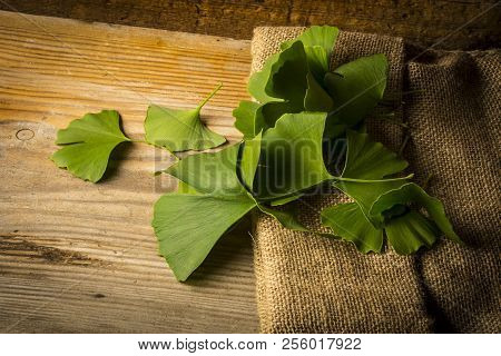 The Background With Fresh Green Ginkgo Biloba Leaves