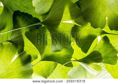 The Background From Fresh Green Ginkgo Biloba Leaves