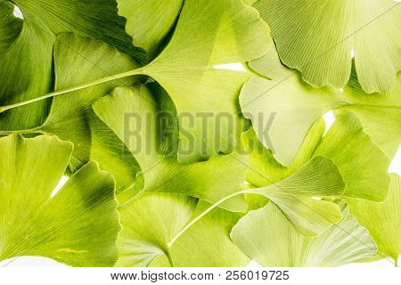 The Background From Fresh Green Ginkgo Biloba Leaves