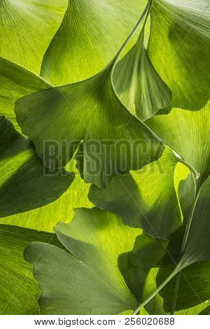 the background from fresh green Ginkgo biloba leaves