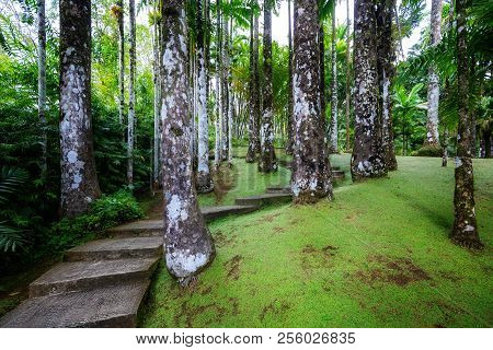 Tropical Balata Garden In Martinique. The Balata Is A Botanical Garden Located On The Route De Balat