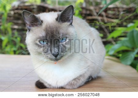 Small Cat Of Siamese Breed Lies On Table