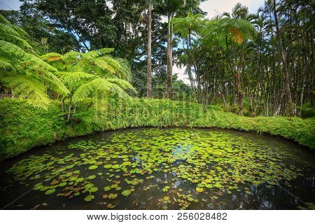 Tropical Balata Garden In Martinique. The Balata Is A Botanical Garden Located On The Route De Balat