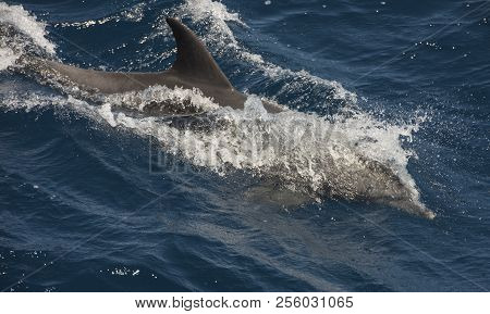 Bottlenose Dolphin Swimming On Surface In Open Ocean