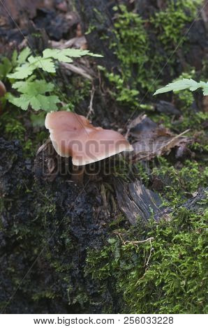 Gymnopus Ocior Mushroom On An Old Stump, Closeup