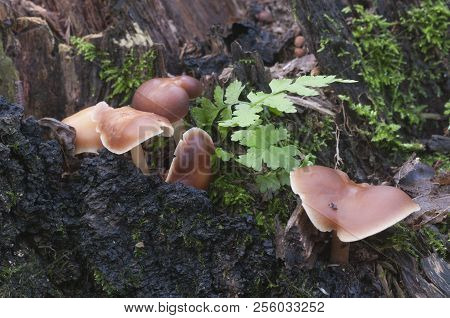 Gymnopus Ocior Mushroom On An Old Stump, Closeup