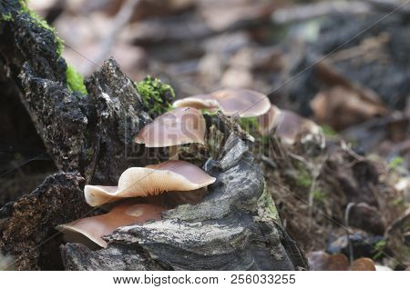 Gymnopus Ocior Mushroom On An Old Stump, Closeup
