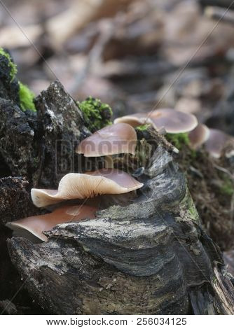 Gymnopus Ocior Mushroom On An Old Stump, Closeup