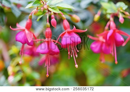 Beautiful Fuchsia Flowers In The Garden