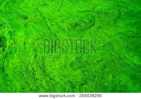 Abstract Natural Patterns Of Flowing Water Masses On Ukrainian River Dnepr Covered By Cyanobacterias