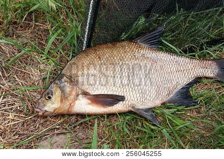 Close Up View Of Just Taken From The Water Freshwater Common Bream Known As Bronze Bream Or Carp Bre
