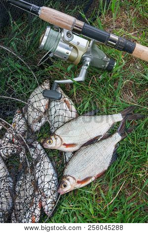 Black Fishing Net With Catched Freshwater Fish And Two White Bream Or Silver Fish On Green Grass. Fi