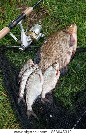 Big Freshwater Common Bream And White Bream Or Silver Bream Fish With Fishing Rod With Reel On Natur