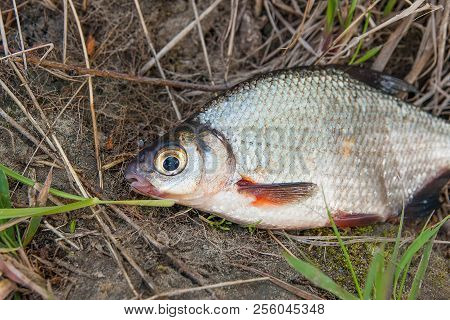 Close Up View Of The Signle White Bream Or Silver Fish On The Natural Background. .