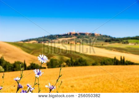Road And Cypresses On A Hill Near Pienza In Tuscany, Italy