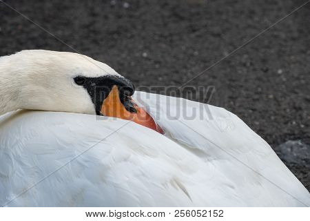 Cygnus Olor Swan In Close Up. Has A Characteristic Outgrowth At The Base Of The Beak. Shot At Leazes