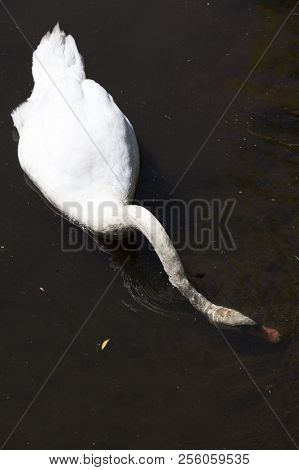 White Swan With Dirty Head Floating On The Lake And Fishing And Looking For Another Food, Closeup Of