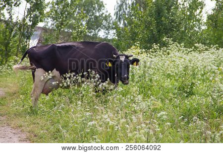 An Incredibly Beautiful Cow Grazing On A Summer Green Meadow. Feeding And Breeding Of Cattle. Farm A