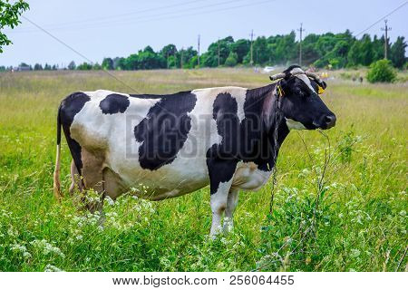 An Incredibly Beautiful Cow Grazing On A Summer Green Meadow. Feeding And Breeding Of Cattle. Farm A
