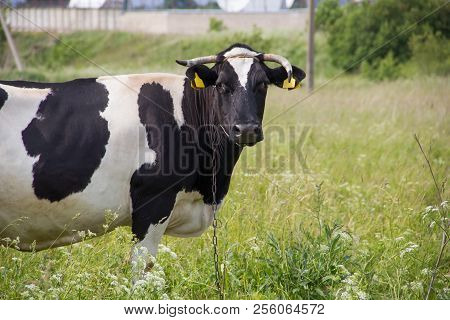 An Incredibly Beautiful Cow Grazing On A Summer Green Meadow. Feeding And Breeding Of Cattle. Farm A
