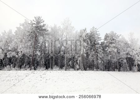 Trees Growing In The Forest In The Winter Season , On The Branches A Rime Formed, Ground Is Snow Aft