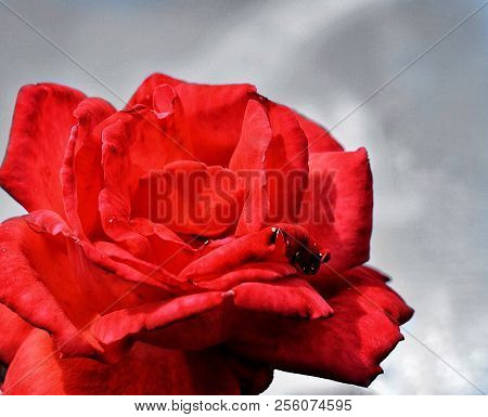 A Beautiful Red Rose On A Black And White Background.