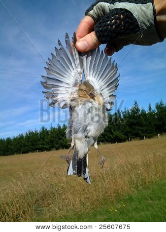 oiseau mort trouvé sur le côté de la route, il a donné une seconde vie comme un ange, la horarata, la Nouvelle Zélande