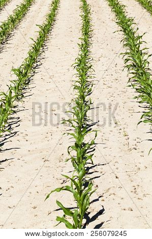 Rows Of Green Corn In The Summer Or Spring Season, Close-up From An Agricultural Field