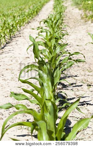 Rows Of Green Corn In The Summer Or Spring Season, Close-up From An Agricultural Field