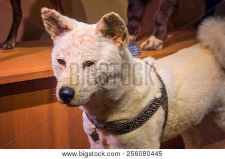 Tokyo, Japan - April 29 2018: Hachiko, A Faithful Akita Inu Dog That Remarkable Loyalty To His Owner