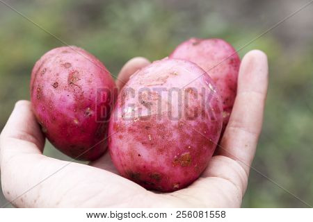 An Agricultural Field, Where Large Red Potato Varieties Were Dug From The Soil, Which Ripens Earlier