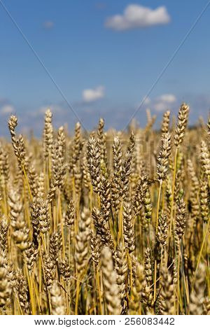 Wheat Spikelets In The Field In The Summer, Ready For Harvest Grain