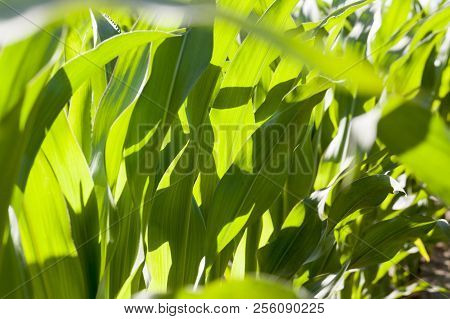 Green Corn Plants With Green Foliage In Sunlight, Closeup On An Agricultural Field