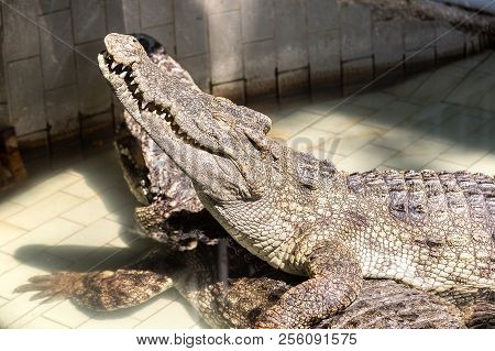 Crocodile Zoo In Pattaya