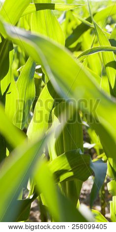 Green Corn Plants With Green Foliage In Sunlight, Closeup On An Agricultural Field
