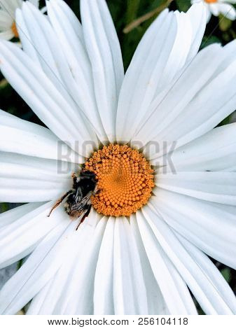 Honey Bee Pollinating A Common White Daisy And Yellow Pistil