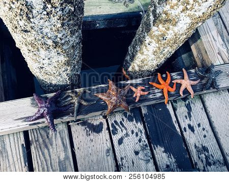 A Diverse Group Of Starfish Lined Up Along The Docks Of Comox, British Columbia, Canada.