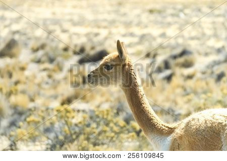 The Portrait Of A Cute Baby Vicuna In Peru.