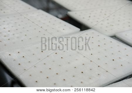 Seedling Of Hydroponic Vegetable On Wet Sponge In Plant Nursery. Lettuce Salad Growing From Seed In 