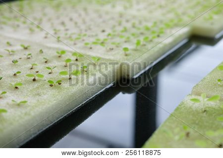 Seedling Of Hydroponic Vegetable Sprout On Wet Sponge In Plant Nursery. Lettuce Salad Growing From S