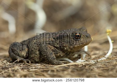 Juvenile Common Toad (bufo Bufo) In Long Dry Yellow Grass Stalks