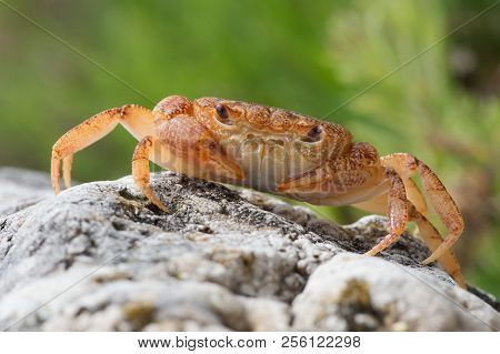 Potamon Potamios Freshwater Crab In Stony Riverbed